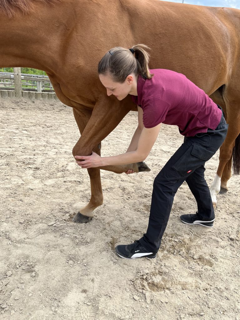 Test Flexion/Extension Karpalgelenk