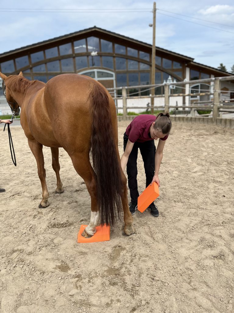 Propriozeption Training mit Balance Pads